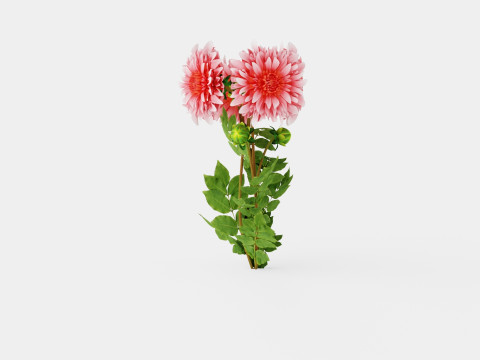 Dahlia Penhill Watermelon 3D Model