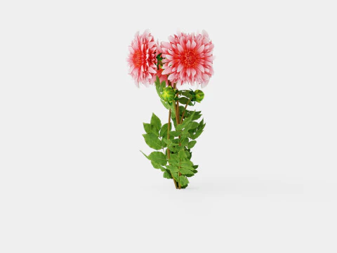 Dahlia Penhill Watermelon 3D Model
