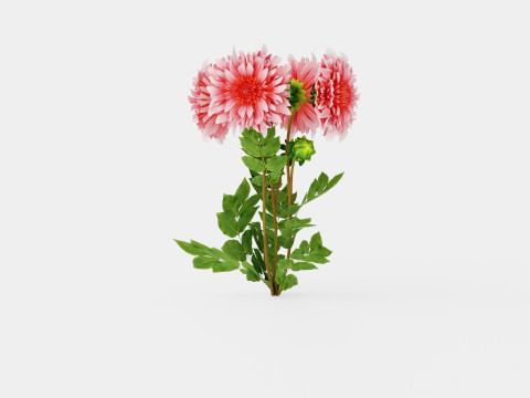 Dahlia Penhill Watermelon 3D Model