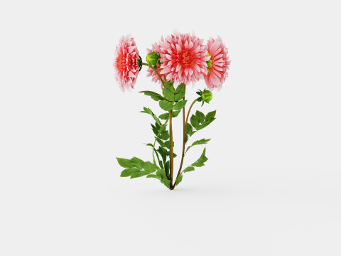 Dahlia Penhill Watermelon 3D Model
