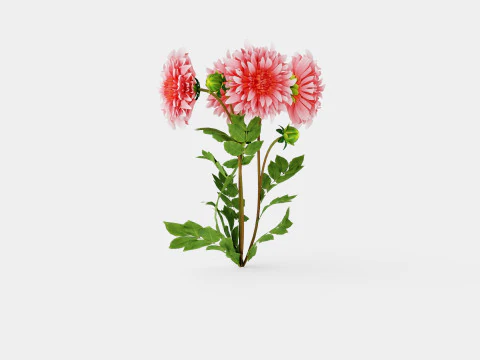 Dahlia Penhill Watermelon 3D Model