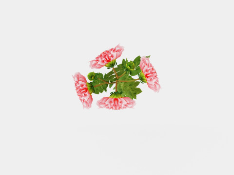 Dahlia Penhill Watermelon 3D Model