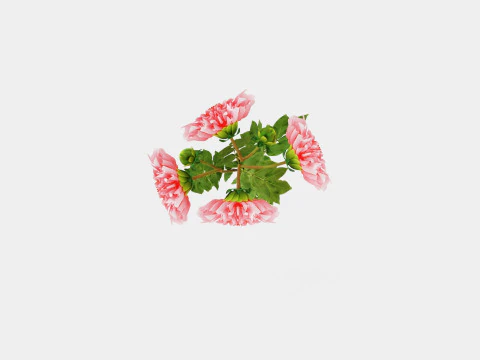 Dahlia Penhill Watermelon 3D Model