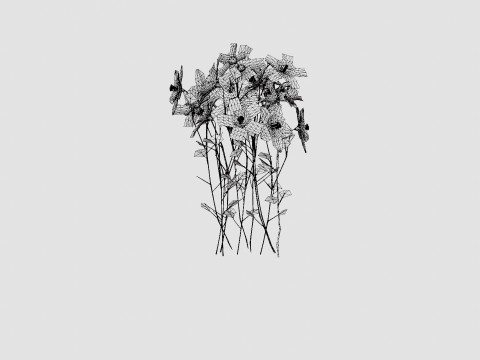 Aquilegia mix Akeleie 3D Model