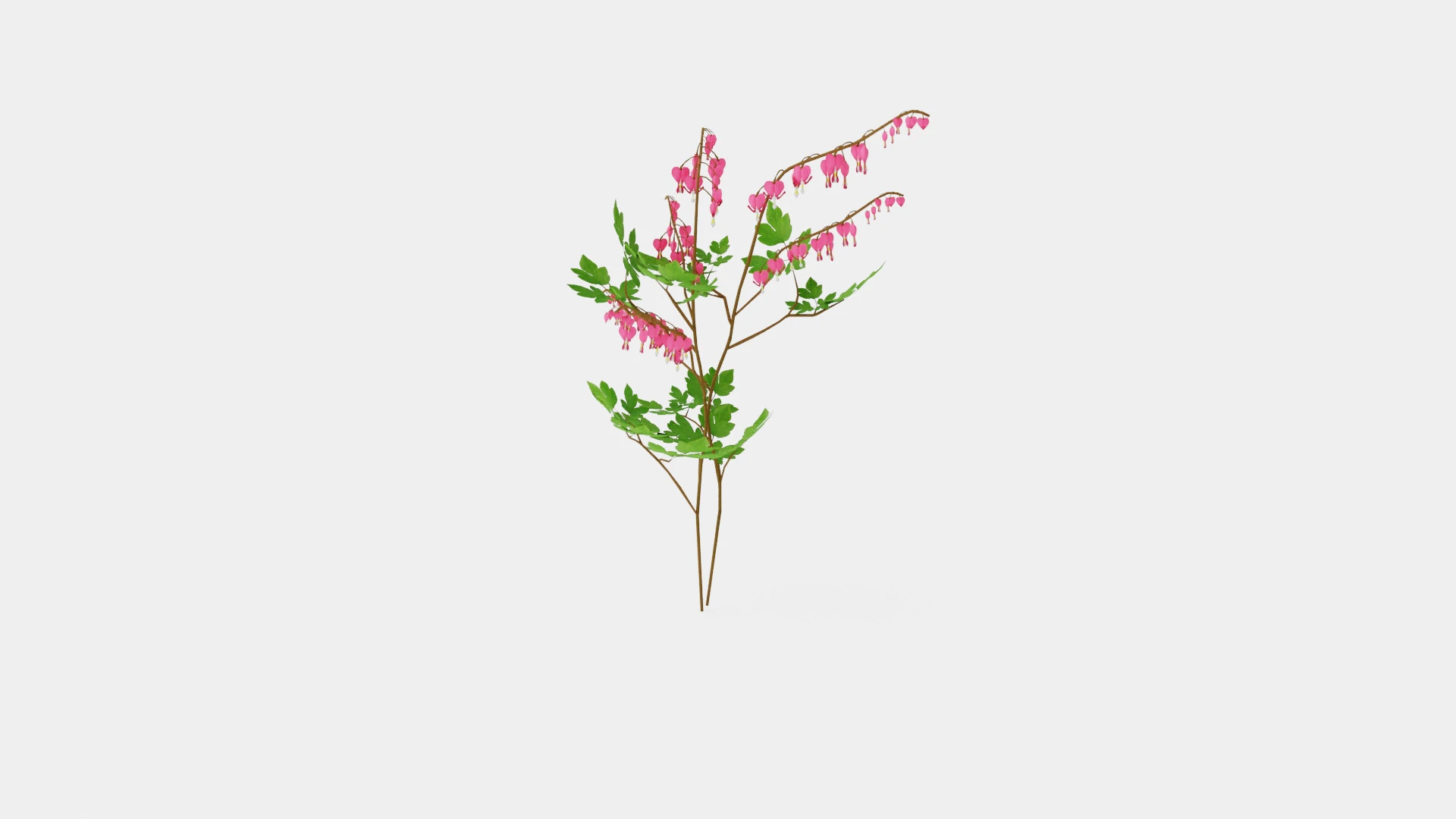Dicentra spectabilis Loytnantshjerte 3D Model .c4d .max .obj .3ds .fbx .stl .blend