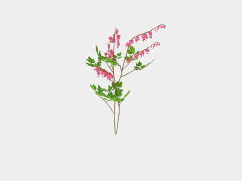 Dicentra spectabilis Loytnantshjerte 3Dモデル