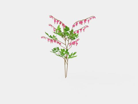 Dicentra spectabilis Loytnantshjerte Model 3D