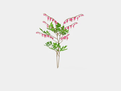 Dicentra spectabilis Loytnantshjerte 3D Model