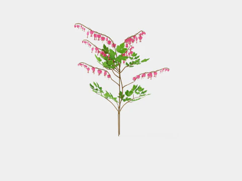 Dicentra spectabilis Loytnantshjerte 3D Model