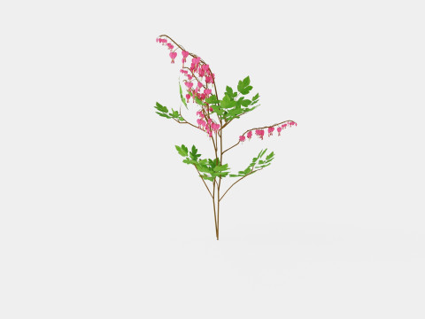 Dicentra spectabilis Loytnantshjerte Model 3D