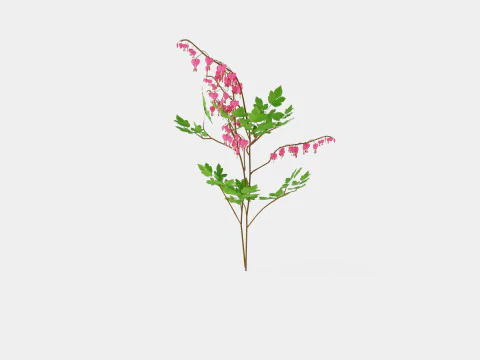 Dicentra spectabilis Loytnantshjerte 3D Model