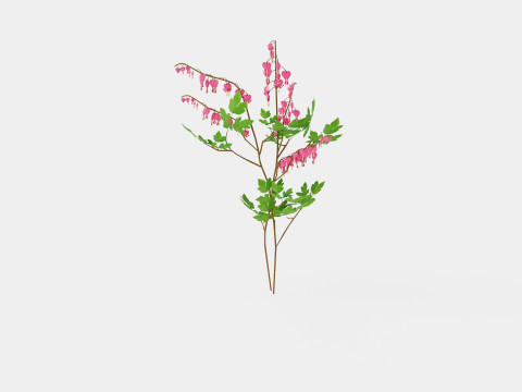 Dicentra spectabilis Loytnantshjerte Model 3D