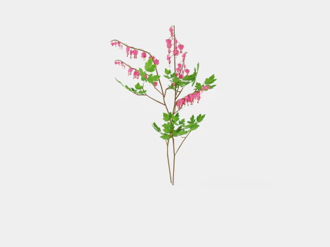 Dicentra spectabilis Loytnantshjerte 3D Model