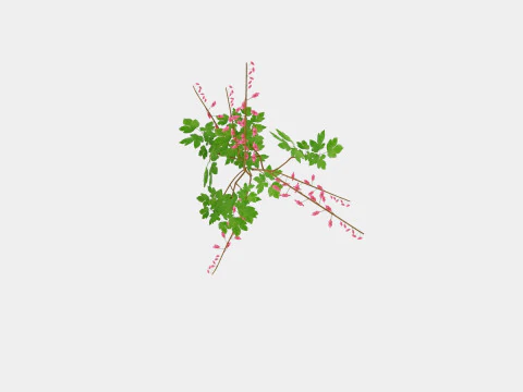 Dicentra spectabilis Loytnantshjerte 3D Model