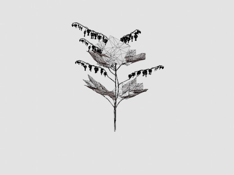 Dicentra spectabilis Loytnantshjerte Model 3D