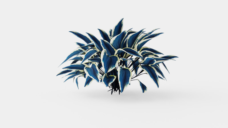 Hosta Blue Ivory Bladlilje Model 3D .c4d .max .obj .3ds .fbx .stl .blend