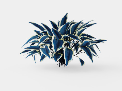 Hosta Blue Ivory Bladlilje 3D मॉडल