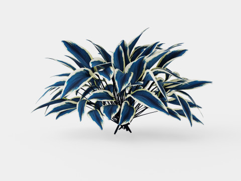 Hosta Blue Ivory Bladlilje Model 3D