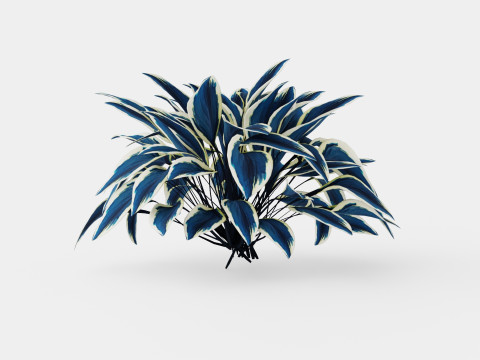 Hosta Blue Ivory Bladlilje Model 3D