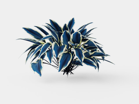 Hosta Blue Ivory Bladlilje Model 3D