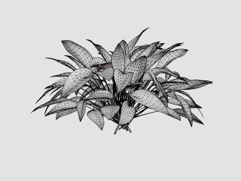Hosta Blue Ivory Bladlilje Model 3D