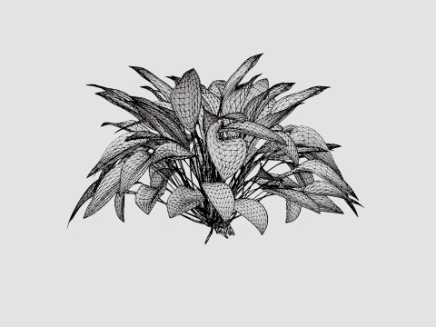 Hosta Blue Ivory Bladlilje Model 3D