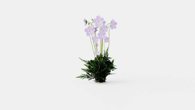 Geranium pratense Akaton Storkenebb Model 3D .c4d .max .obj .3ds .fbx .stl .blend