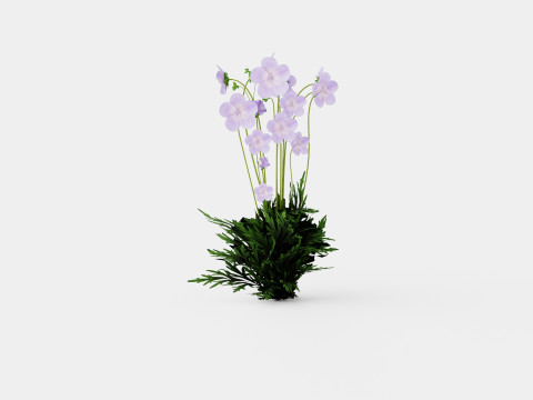 Geranium pratense Akaton Storkenebb 3D Model