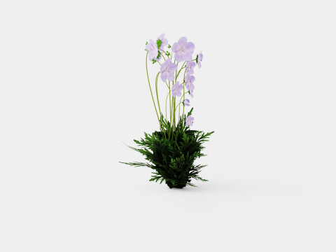 Geranium pratense Akaton Storkenebb Model 3D