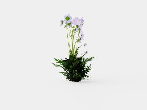 Geranium pratense Akaton Storkenebb Model 3D