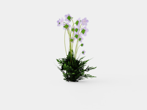Geranium pratense Akaton Storkenebb Model 3D