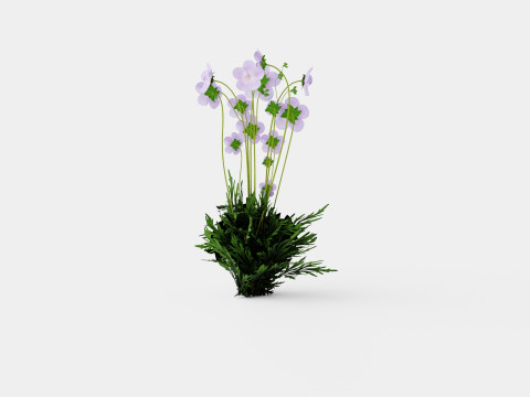 Geranium pratense Akaton Storkenebb Model 3D