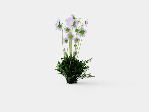 Geranium pratense Akaton Storkenebb 3D Model