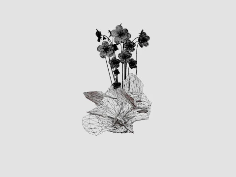 Geranium pratense Akaton Storkenebb 3D Model