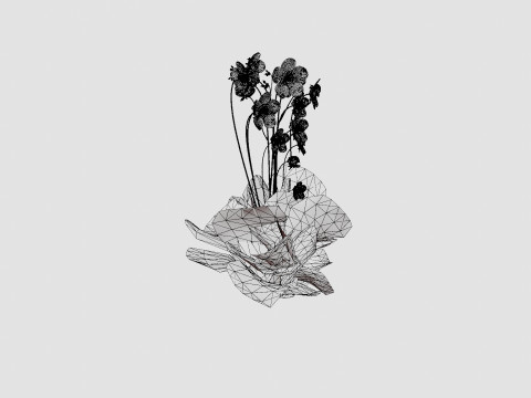 Geranium pratense Akaton Storkenebb Model 3D