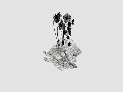 Geranium pratense Akaton Storkenebb 3D Model