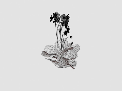 Geranium pratense Akaton Storkenebb Model 3D