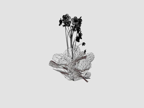 Geranium pratense Akaton Storkenebb 3D Model