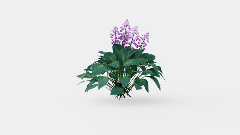 Hosta tardiana Halcyon Bladlilje 3D मॉडल .c4d .max .obj .3ds .fbx .stl .blend