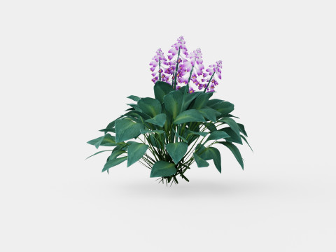 Hosta tardiana Halcyon Bladlilje 3D 모델