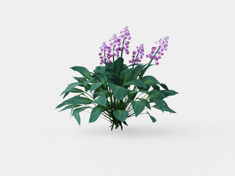 Hosta tardiana Halcyon Bladlilje 3D मॉडल