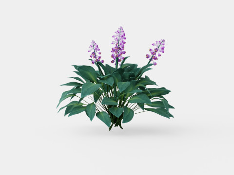 Hosta tardiana Halcyon Bladlilje 3D मॉडल