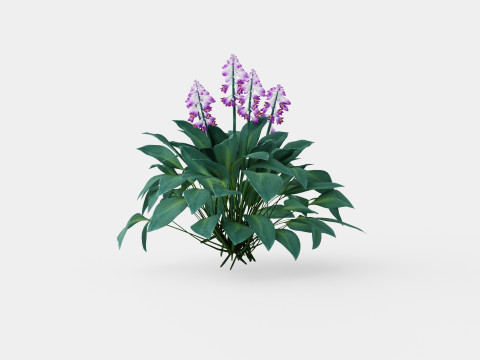 Hosta tardiana Halcyon Bladlilje 3D मॉडल