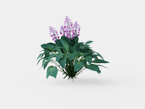 Hosta tardiana Halcyon Bladlilje 3D मॉडल