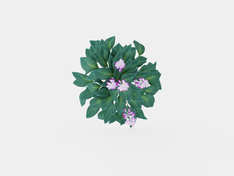 Hosta tardiana Halcyon Bladlilje 3D मॉडल