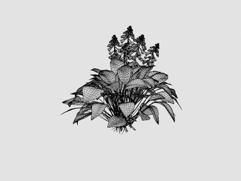 Hosta tardiana Halcyon Bladlilje 3D मॉडल