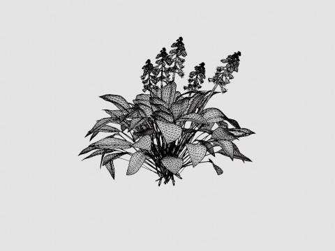 Hosta tardiana Halcyon Bladlilje 3D मॉडल