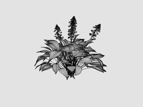 Hosta tardiana Halcyon Bladlilje 3D मॉडल