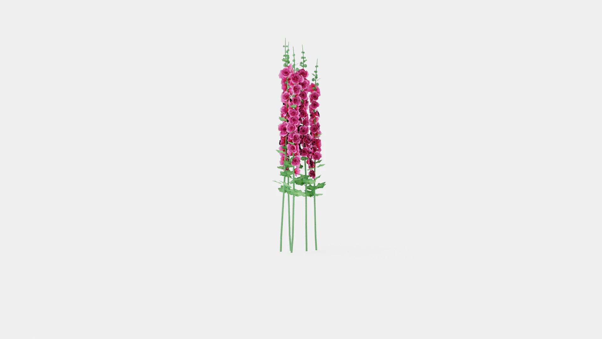 Alcea rosea Chaters Double Pink Stokkrose 3D Model .c4d .max .obj .3ds .fbx .stl .blend 