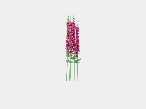 Alcea rosea Chaters Double Pink Stokkrose 3D Model
